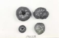 Click for 1 image(s) for this accession. FRUIT